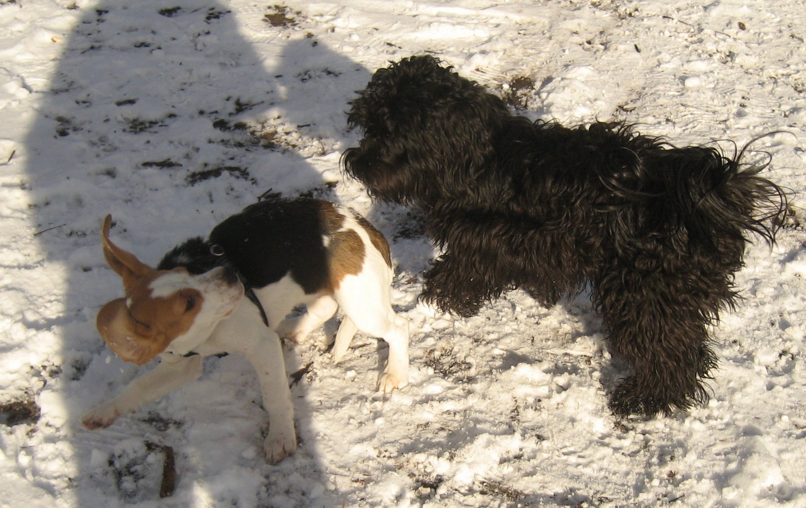 [beagle+schubsen.jpg]