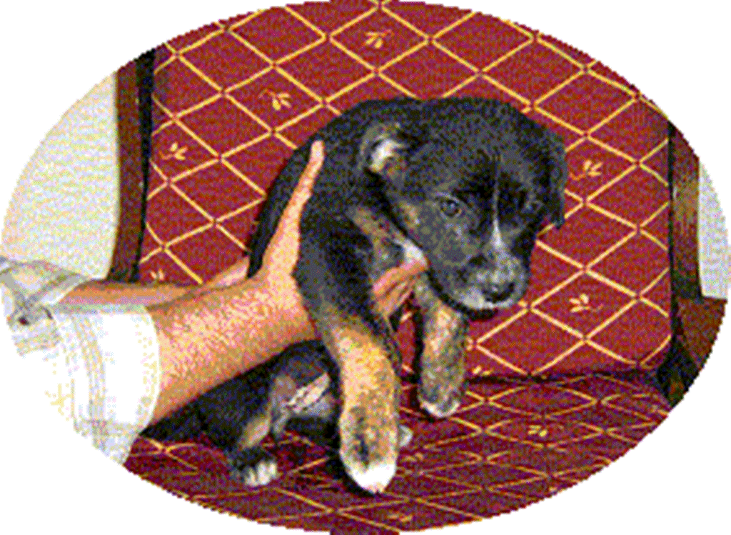 [Fêmea+Pequena.gif]