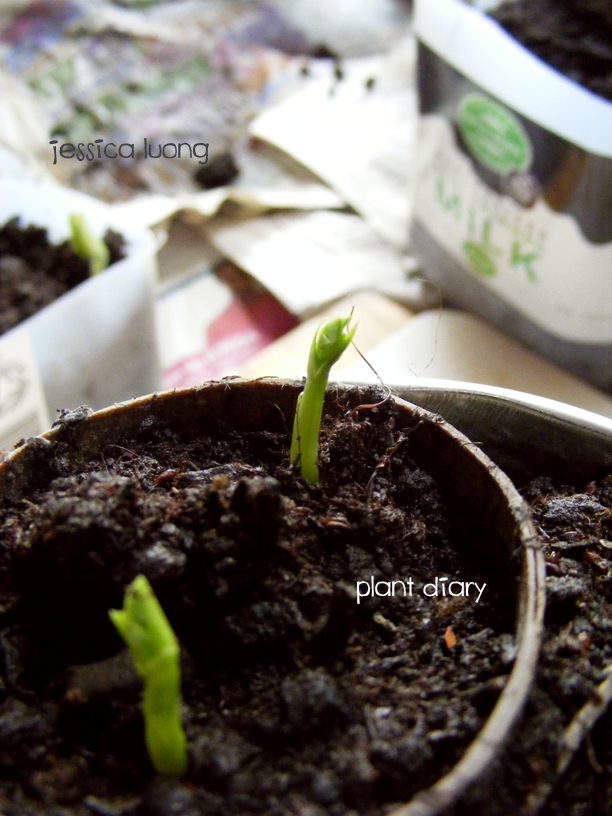 Plant Diary :3