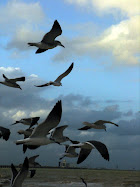 Remolino de gaviotas