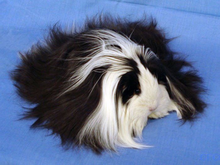 [EXPOCECORSheltieBIS.jpg]