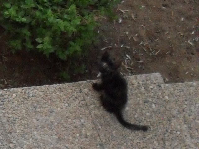 Introducing A Stray Cat To Your Dog Introducing A Stray Cat To Your Dog