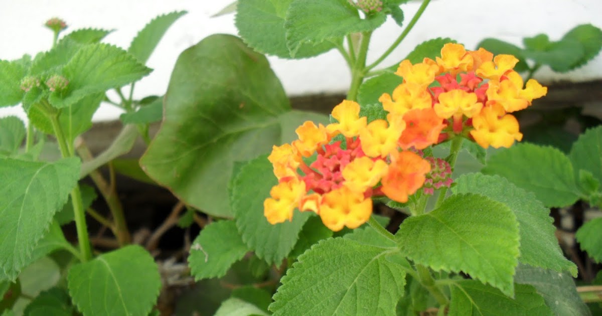 Brightly Coloured Shrub Crossword Clue Letters Brightly Coloured Shrub Crossword Clue Letters