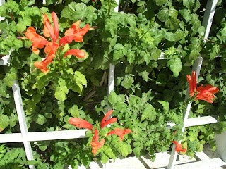 Brightly Coloured Shrub Letters Brightly Coloured Shrub Letters