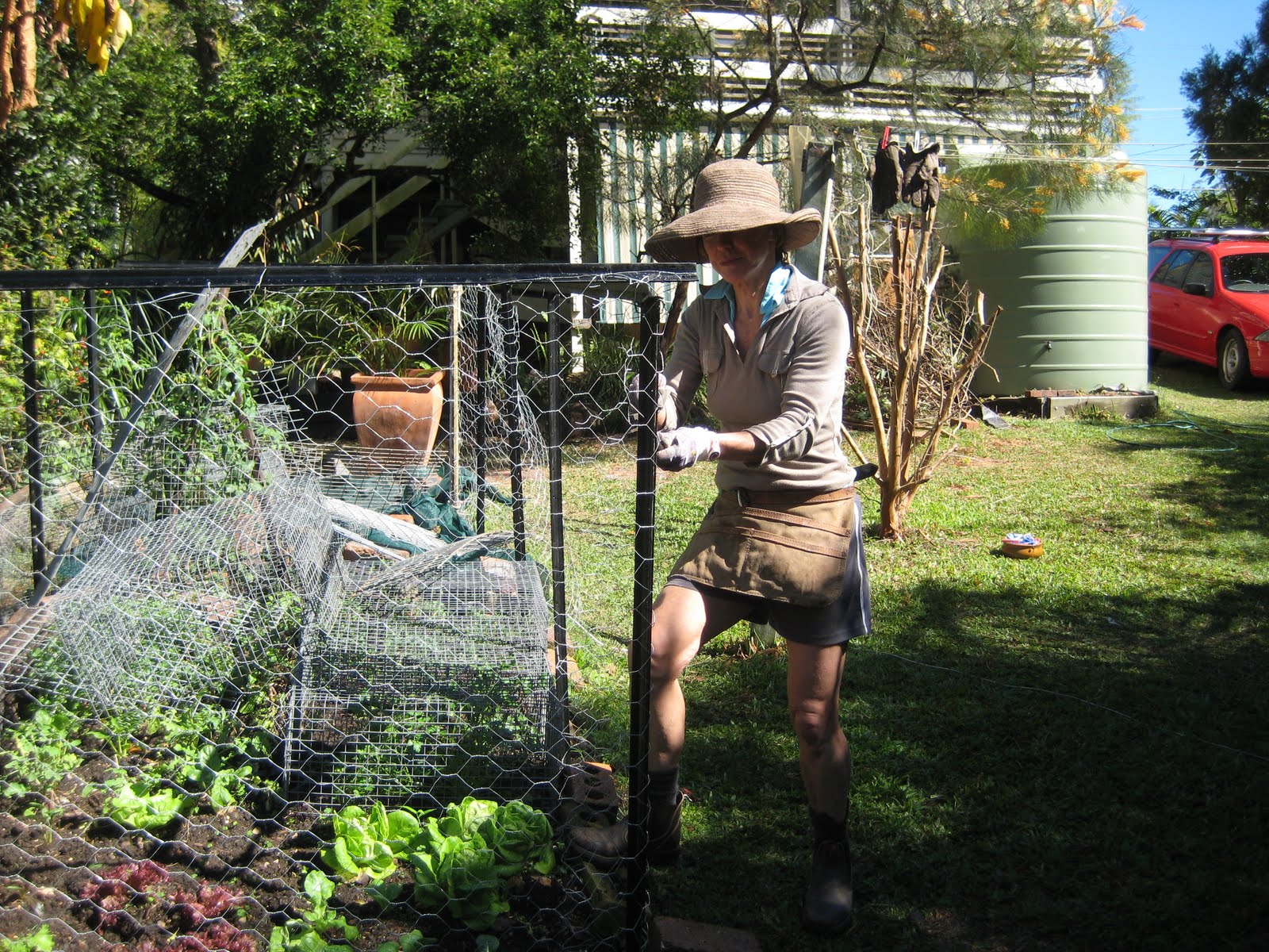 vegie garden and fence