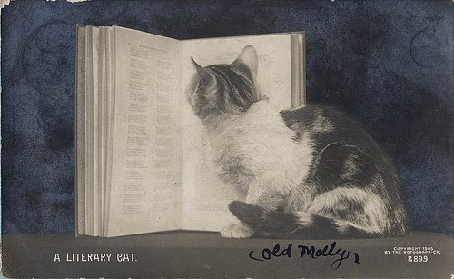 La curiosidad mató al gato: Canción novísima de los gatos