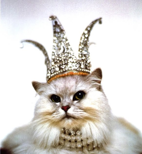 La curiosidad mató al gato: La Reina Blanca de la Ciudad Miau