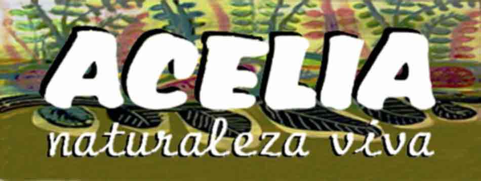 Acelia