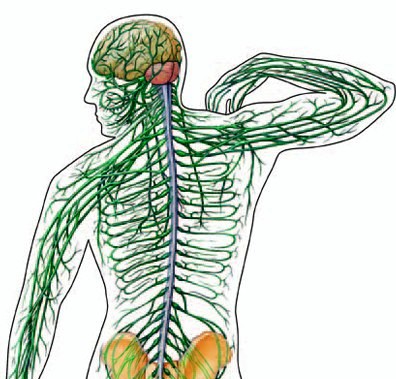 TAIF UNIVERSITY MEDICAL-ENGLISH PAGE: Lecture Powerpoints:Week 11: The