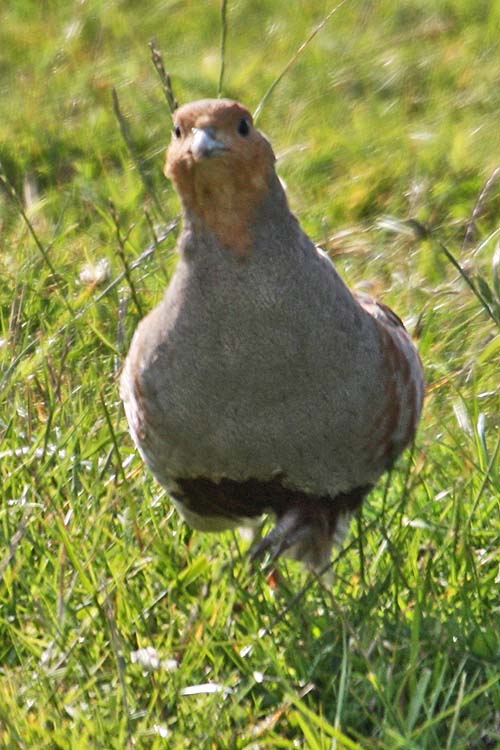 [IMG_9824GreyPartridge.jpg]