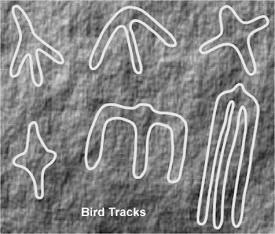 Wildbirds Broadcasting: Birds Depicted for Centuries in Rock Art by Native  Americans