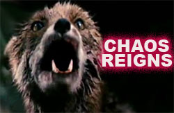 Chaos Reigns Fox