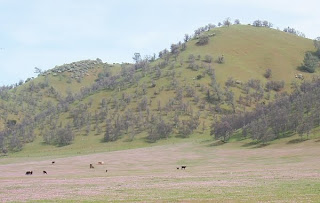 High Valley wildflowers, Colusa County