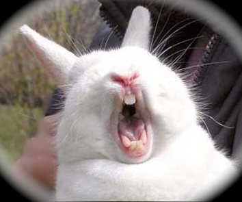 bunny-yawn.jpg