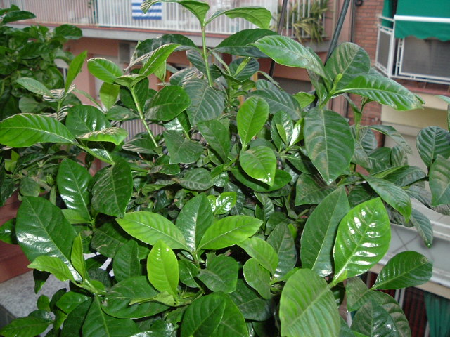 MIS PLANTAS TRUCOS Y CONSEJOS: GARDENIA