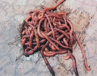 "OW" CACING: "OW" CACING KRISTAL