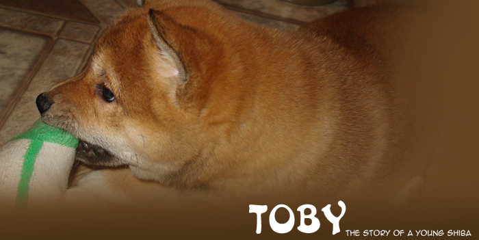 Toby: The Story of a Young Shiba Inu