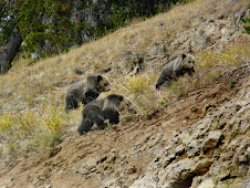 Bears in Yellowstone