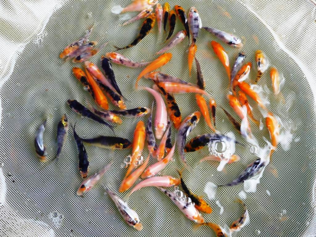 [all+the+colours.jpg]