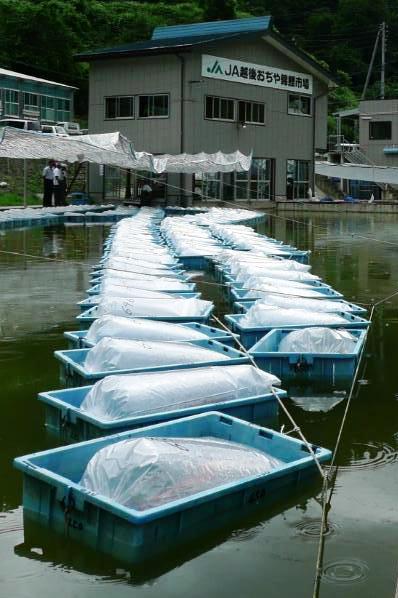 [baskets+in+a+row.jpg]