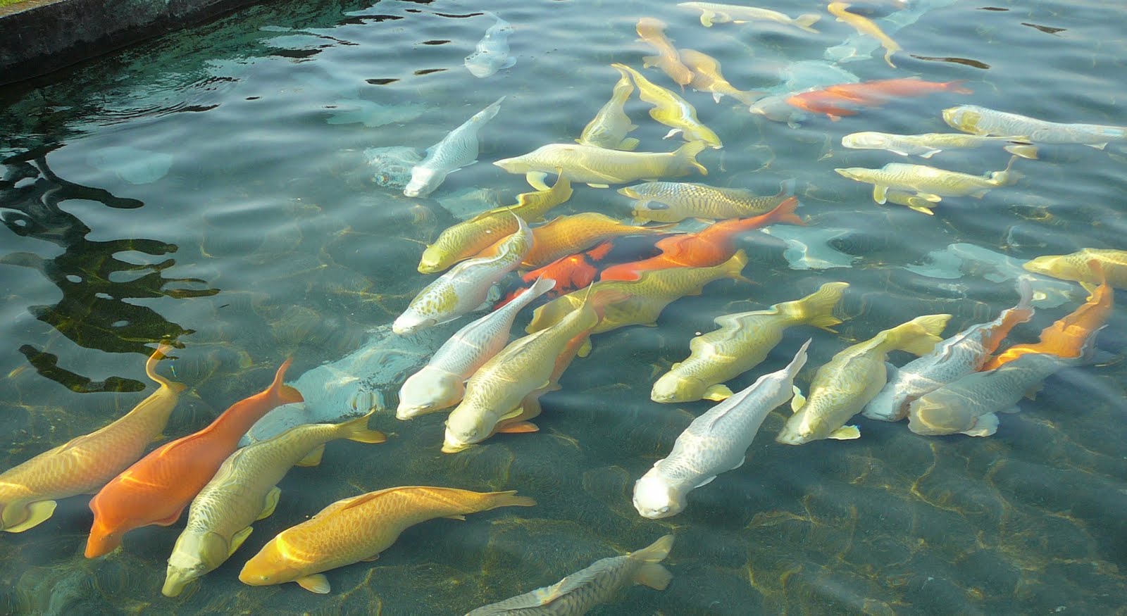 [buitenvijver+hirasawa3.JPG]