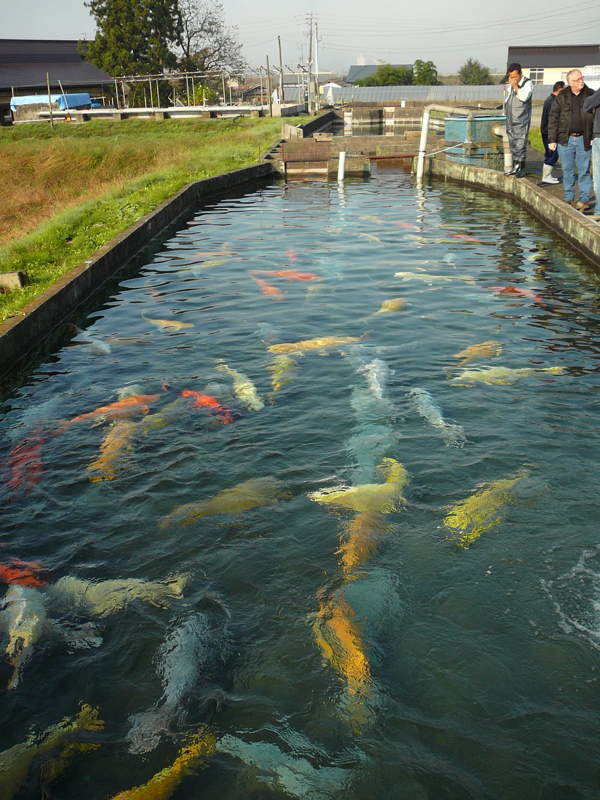 [buitenvijver+hirasawa8.JPG]