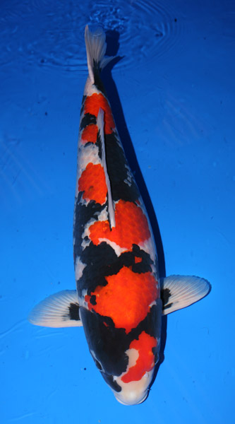 [Yamatoya+GC+All+Japan+2009.jpg]