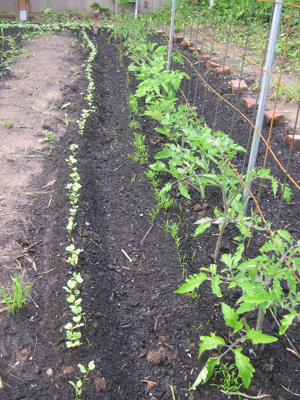 Stanton St. Farms Companion Planting . . . Carrots love Tomatoes!