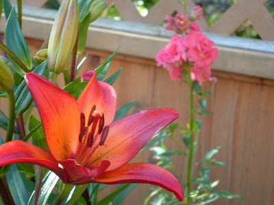 stars and lilies