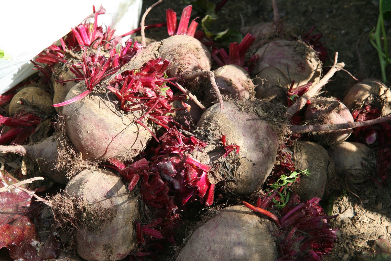 UC Davis Good Life Garden BEETS Our Harvest and a Pickled Spiced Beet