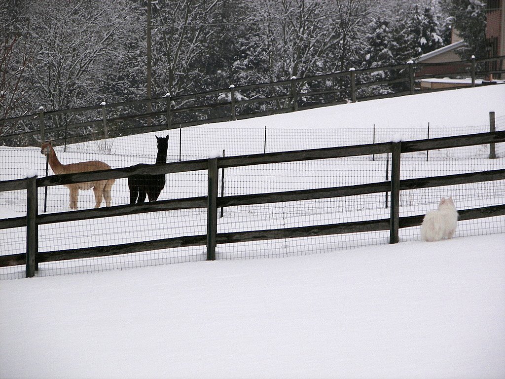 [MaxAlpacas-1.jpg]