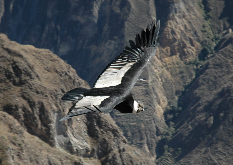 [Colca+Canyon+(43)r.jpg]