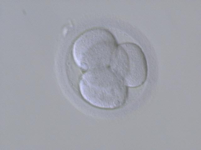 [4-cell.JPG]