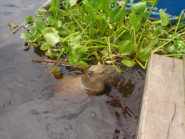 CAPIBARA