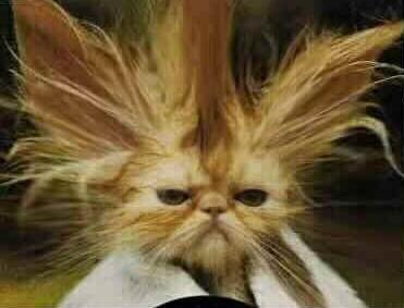 Diane Schneider Hairstylist They Had A Bad Bad Day