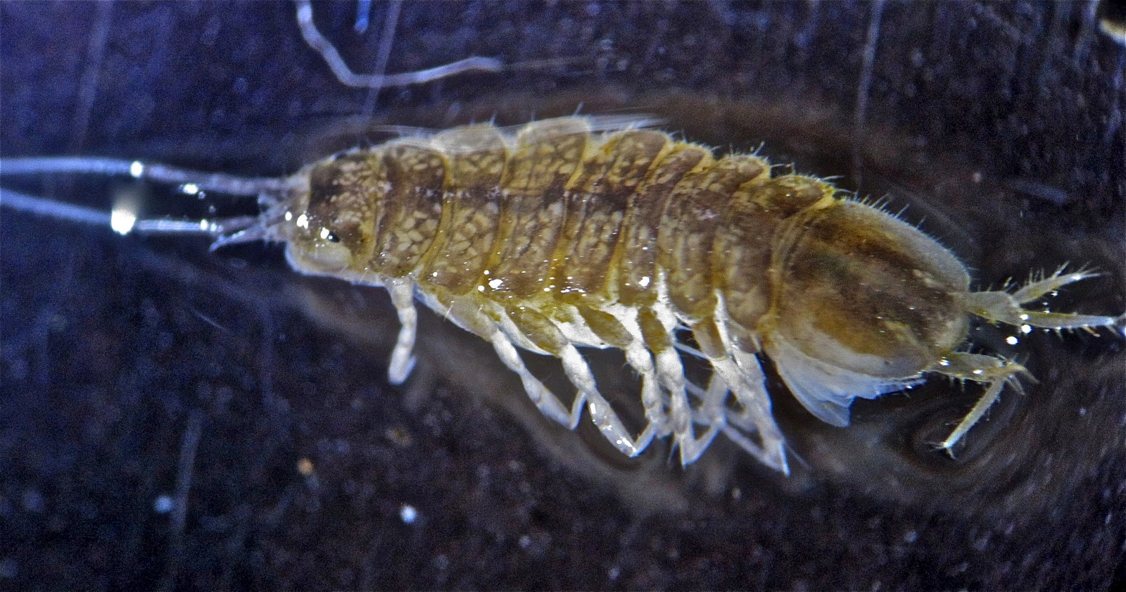 Aquatic Insects of Central Virginia Freshwater Crustaceans Scuds and