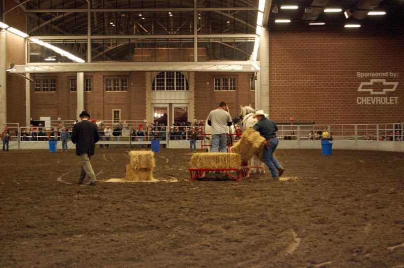 World Percheron Congress 2014 Feed Team Races And Farm Team Competition