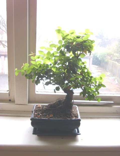 [bonsai.JPG]