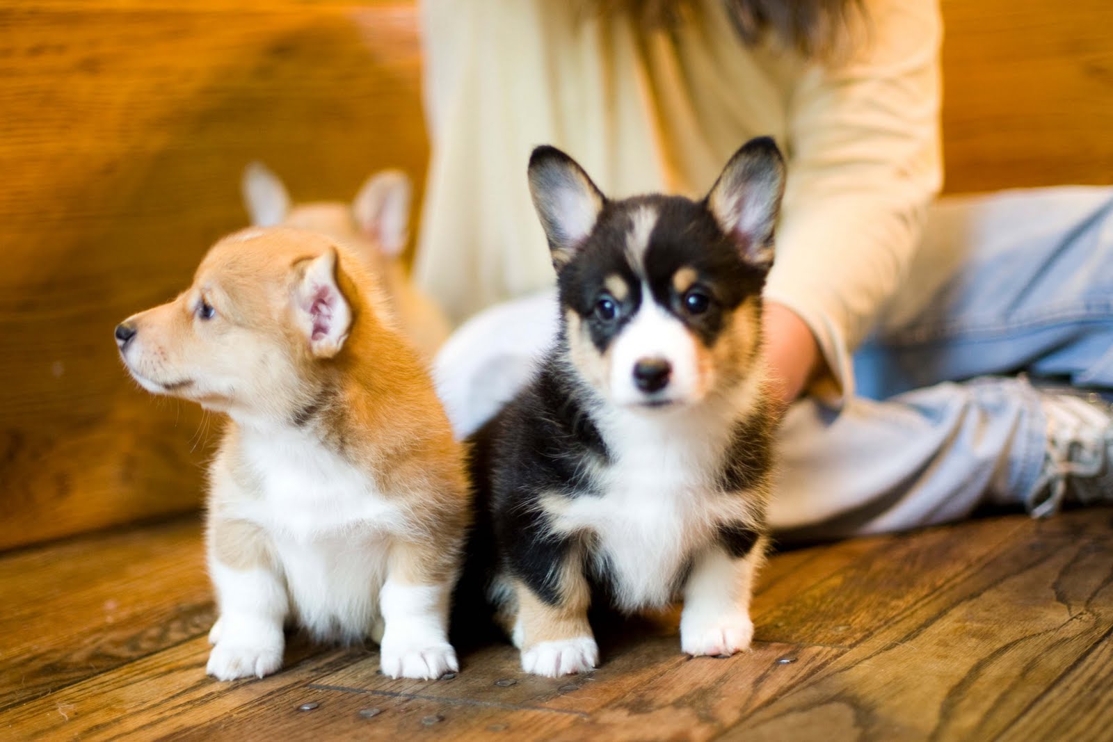 Thompson Spring 2010 litter