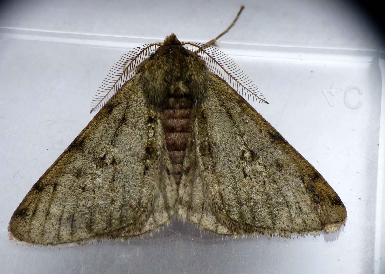 Ben's Birding Blog first few moths of the year