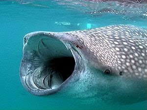 Animal Facts & Trivia: Whale Shark - teeth of the largest living fish