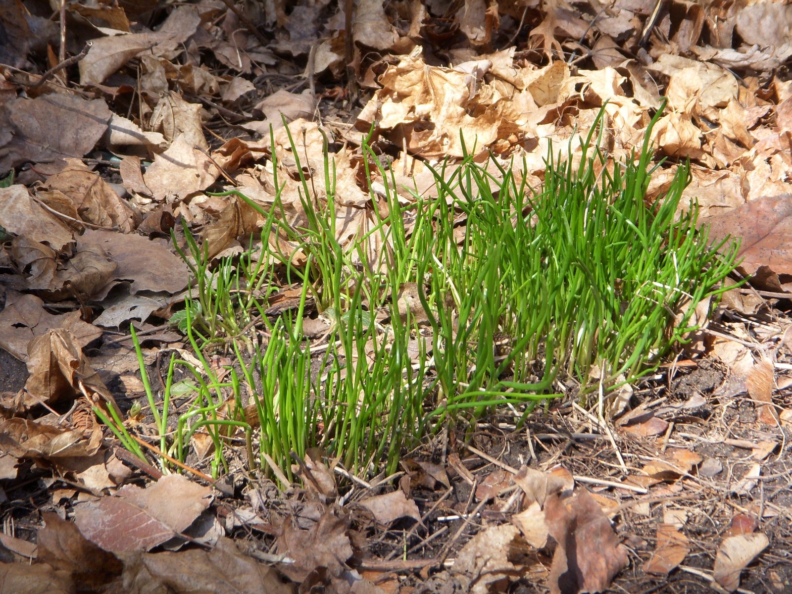 [Spring09Chives.JPG]