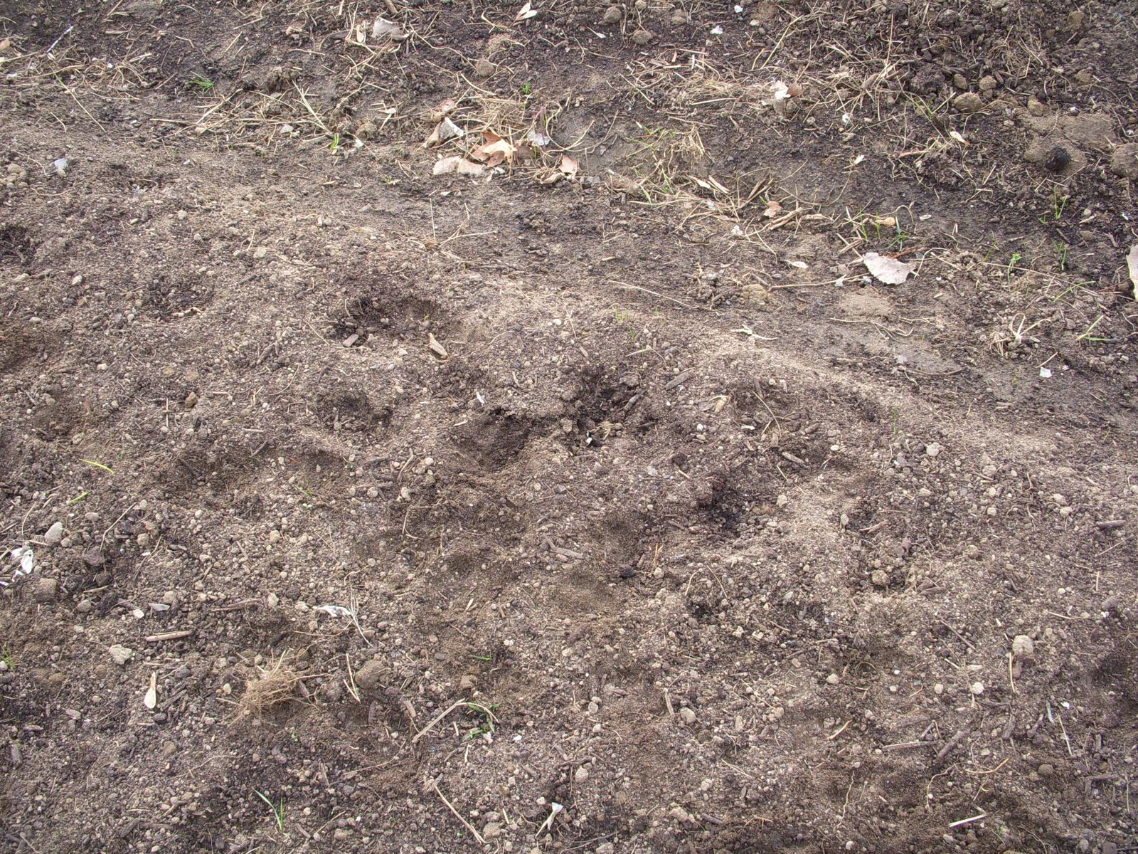 Diana Dyer, MS, RD 6,255 garlic cloves in the ground!