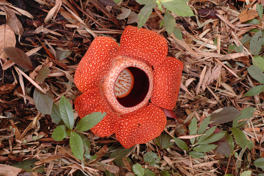 TECIDO VIVO Rafflesia Arnoldii
