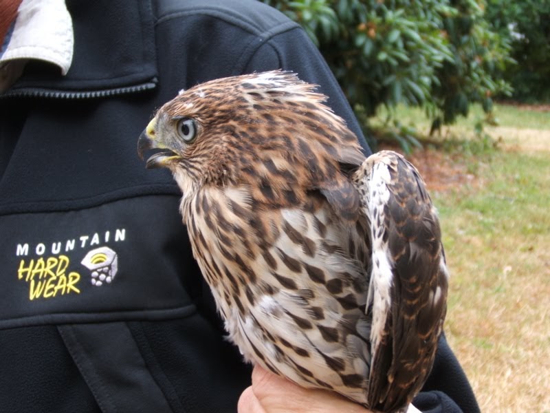 Kevin Purcell's Blog Fledgling Cooper's Hawks have bluishgray eyes
