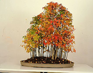 Bonsai forest pictures