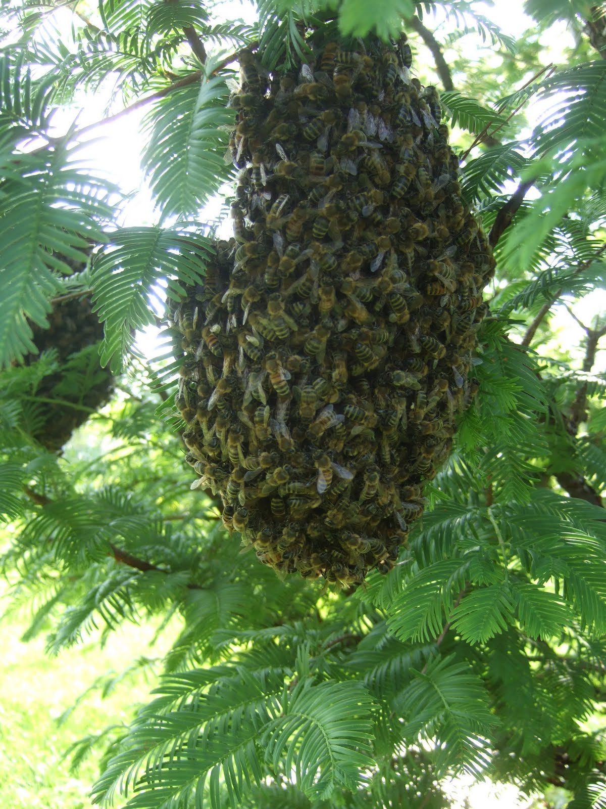 Bee Magic Chronicles Swarms Explained