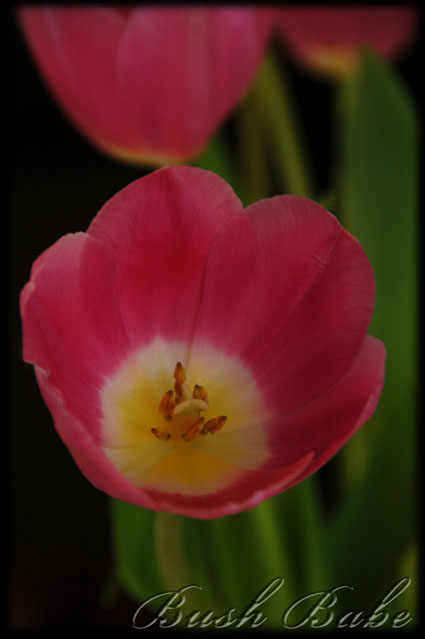 [tulips_0028.jpg]