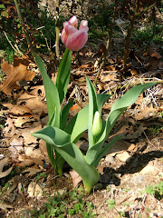 FIRST SPRING TULIP