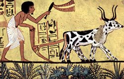 Egyptian ploughman